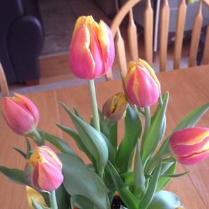 Meet your Posher, Karen